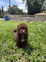 Mini, a male Miniature Aussiedoodle for sale in Tampa, FL – 2 of 3