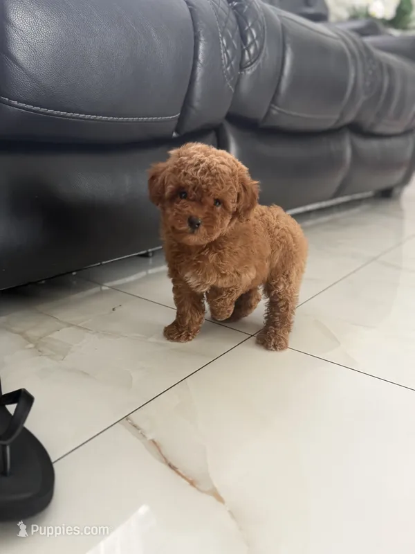 Male toy  – Poodle - Toy  puppy for sale in Tampa, FL