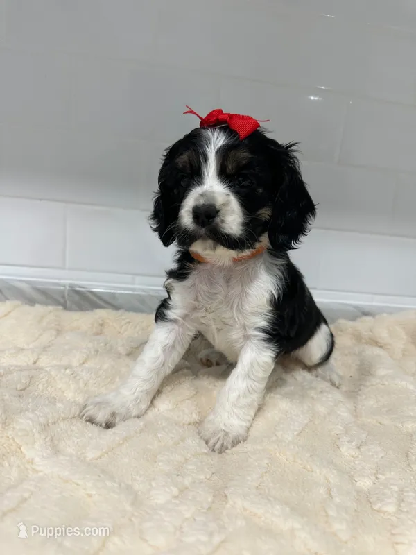 Cocker – Cocker Spaniel puppy for sale in Tampa, FL