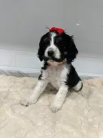 Cocker, a female Cocker Spaniel for sale in Tampa, FL – 1 of 3
