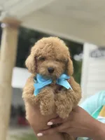 Toy, a male Poodle - Toy  for sale in Tampa, FL – 2 of 3