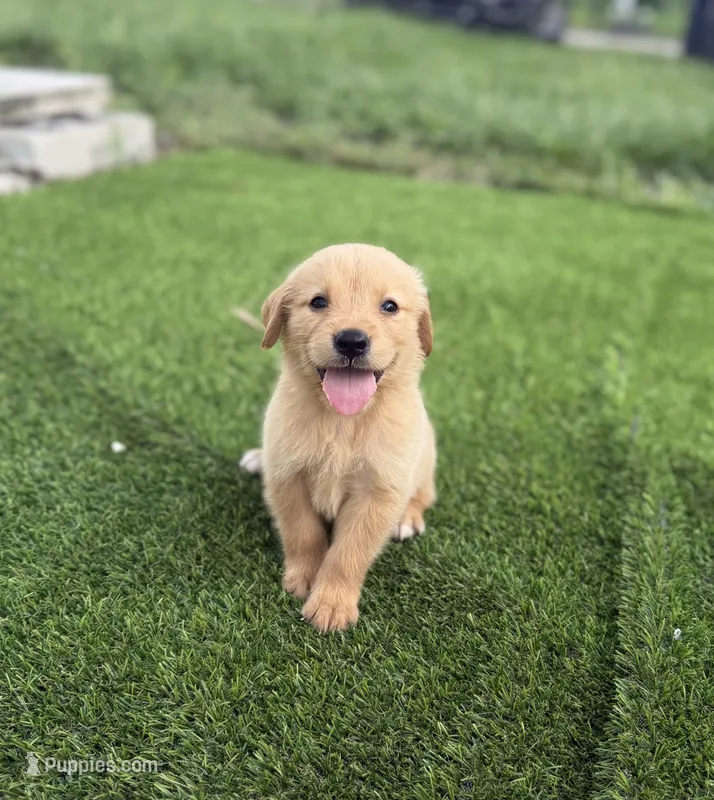 Golden – Golden Retriever puppy for sale in Tampa, FL