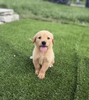 Golden, a female Golden Retriever for sale in Tampa, FL – 1 of 4