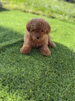 Male toy , a male Poodle - Toy  for sale in Tampa, FL – 3 of 3