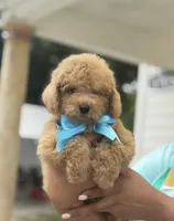 Toy , a male Poodle - Toy  for sale in Tampa, FL – 2 of 2