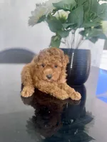 Toy, a female Poodle - Toy  for sale in Tampa, FL – 3 of 3