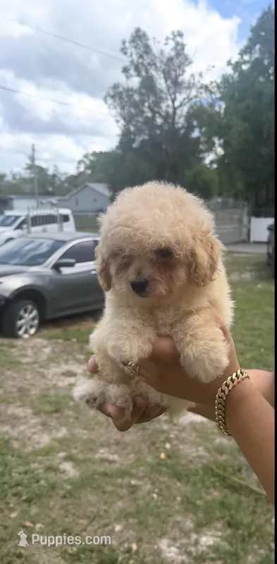 Toy poodle – Poodle - Toy  puppy for sale in Tampa, FL