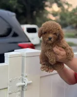 Toy poodle, a male Poodle - Toy  for sale in Tampa, FL – Photo 3 of 3