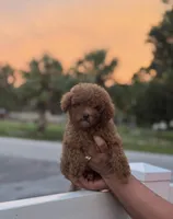 Toy poodle, a male Poodle - Toy  for sale in Tampa, FL – Photo 2 of 3