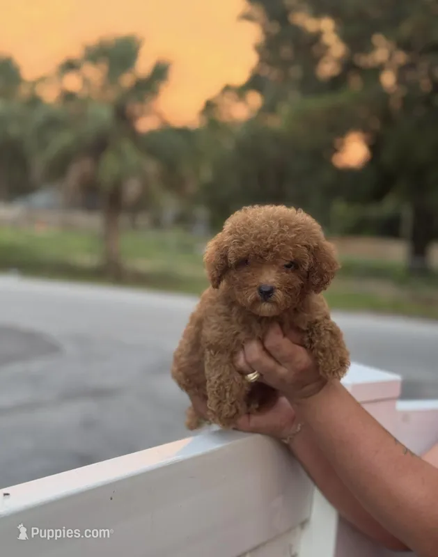 Toy poodle – Poodle - Toy  puppy for sale in Tampa, FL