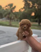 Toy poodle, a male Poodle - Toy  for sale in Tampa, FL – Photo 1 of 3