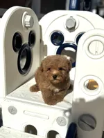 Toy male, a male Poodle - Toy  for sale in Tampa, FL – Photo 3 of 3