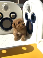 Toy male, a male Poodle - Toy  for sale in Tampa, FL – Photo 2 of 3