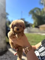 Toy male, a male Poodle - Toy  for sale in Tampa, FL – Photo 1 of 3