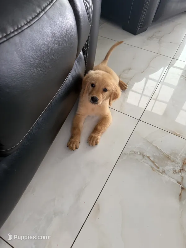 Golden – Golden Retriever puppy for sale in Tampa, FL