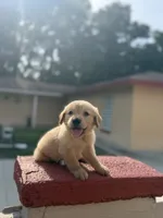 Golden , a male Golden Retriever for sale in Tampa, FL – 2 of 3
