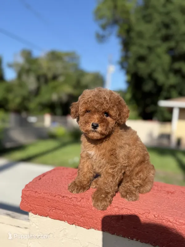 Toy – Poodle - Toy  puppy for sale in Tampa, FL