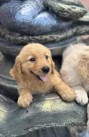 Male, a female Golden Retriever for sale in Tampa, FL – Photo 2 of 3