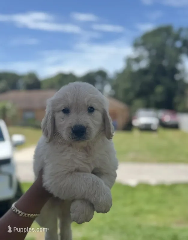 Male golden – Golden Retriever puppy for sale in Tampa, FL