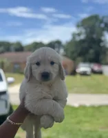 Male golden, a male Golden Retriever for sale in Tampa, FL – Photo 1 of 2