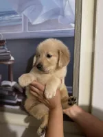 Male golden, a male Golden Retriever for sale in Tampa, FL – Photo 2 of 3