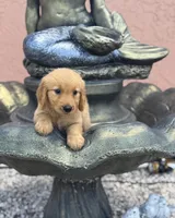 Male, a female Golden Retriever for sale in Tampa, FL – Photo 3 of 3