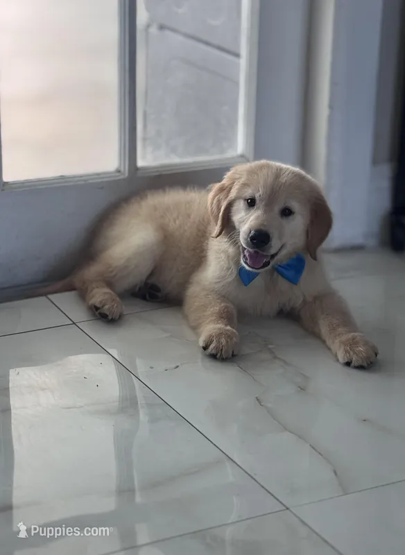 Male golden – Golden Retriever puppy for sale in Tampa, FL