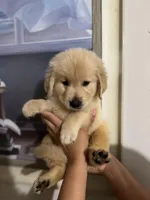 Male golden, a male Golden Retriever for sale in Tampa, FL – Photo 3 of 3