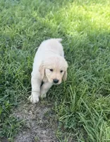 Female , a female Golden Retriever for sale in Tampa, FL – Photo 3 of 3