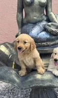 Male, a female Golden Retriever for sale in Tampa, FL – Photo 1 of 3