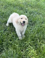Male golden, a male Golden Retriever for sale in Tampa, FL – Photo 2 of 2