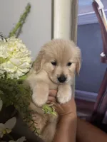 Male golden, a male Golden Retriever for sale in Tampa, FL – Photo 1 of 3