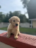 Golden boy, a male Golden Retriever for sale in Tampa, FL – 3 of 3