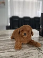  toy, a female Poodle - Toy  for sale in Tampa, FL – 2 of 3