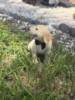 Golden, a female Golden Retriever for sale in Tampa, FL – 3 of 3