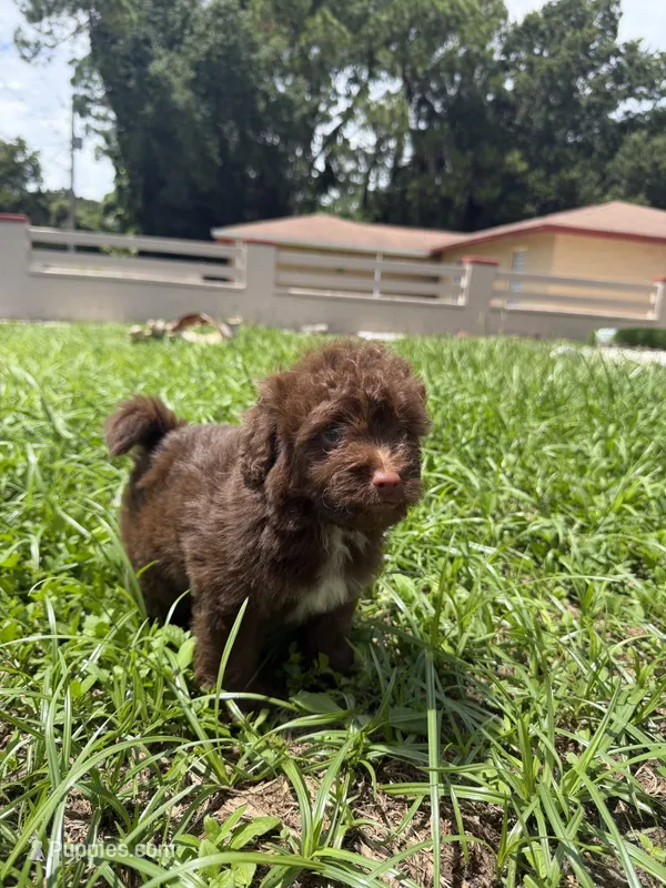 Mini – Miniature Aussiedoodle puppy for sale in Tampa, FL