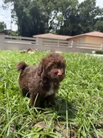Mini, a male Miniature Aussiedoodle for sale in Tampa, FL – 3 of 3