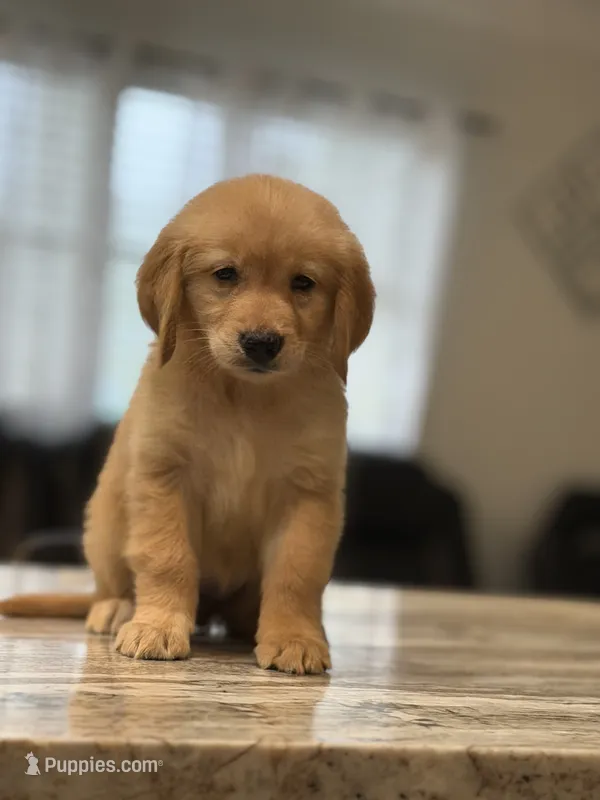 Golden  – Golden Retriever puppy for sale in Tampa, FL