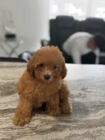 Male toy, a male Poodle - Toy  for sale in Tampa, FL – 1 of 2