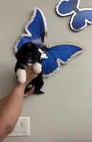 Shihtzu, a female Shih Tzu for sale in Tampa, FL – Photo 2 of 2