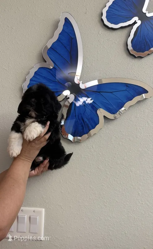Shihtzu – Shih Tzu puppy for sale in Tampa, FL