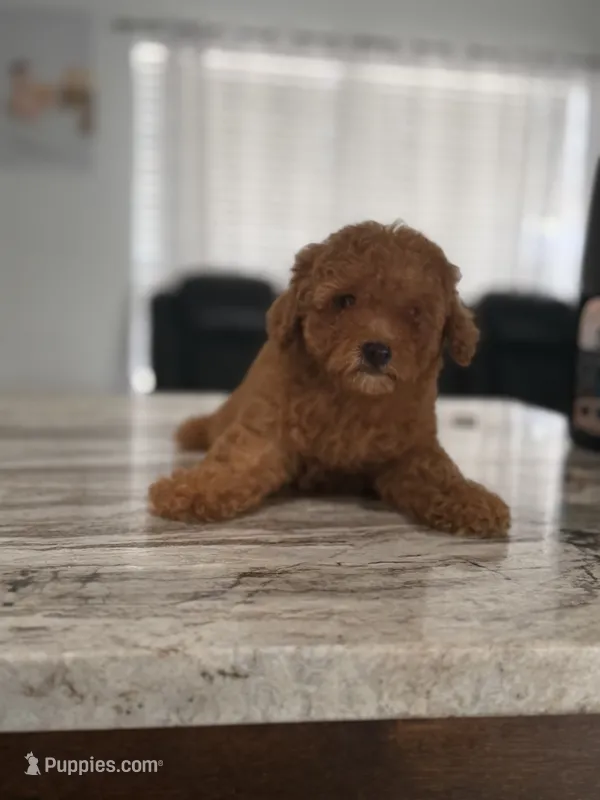 Male toy – Poodle - Toy  puppy for sale in Tampa, FL