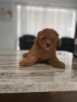  toy, a female Poodle - Toy  for sale in Tampa, FL – 1 of 3