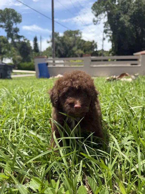 Mini – Miniature Aussiedoodle puppy for sale in Tampa, FL