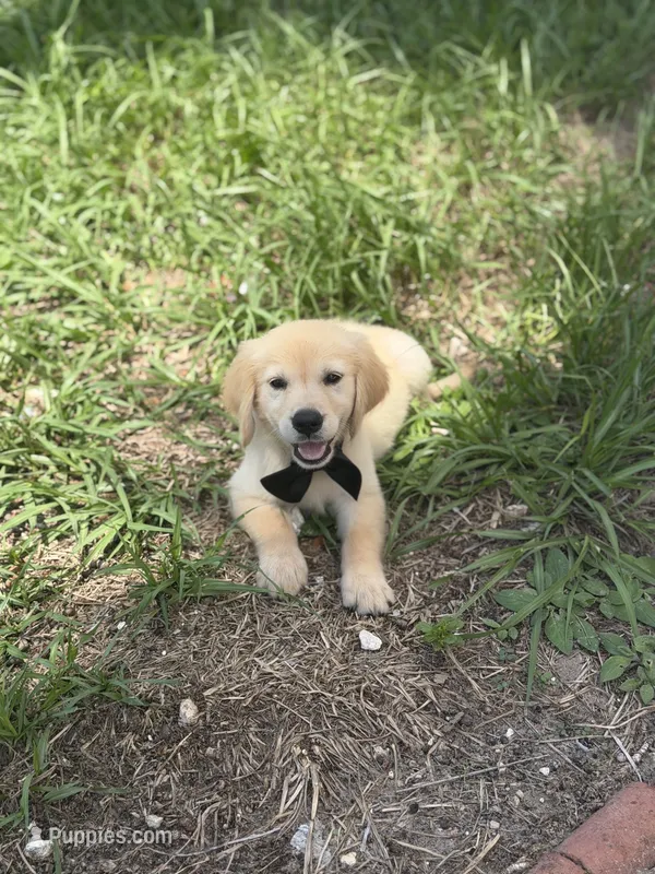 Golden – Golden Retriever puppy for sale in Tampa, FL