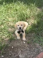 Golden, a female Golden Retriever for sale in Tampa, FL – 2 of 3