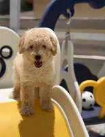 Maltipoo, a male Maltipoo and Poodle - Toy  for sale in Tampa, FL – 2 of 3