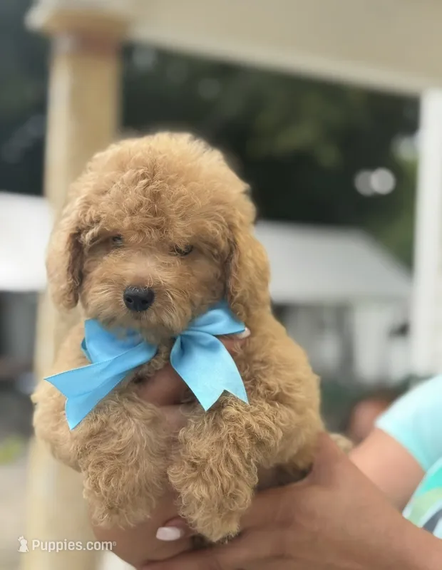 Toy  – Poodle - Toy  puppy for sale in Tampa, FL