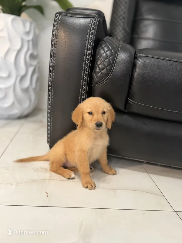 Golden boy – Golden Retriever puppy for sale in Tampa, FL