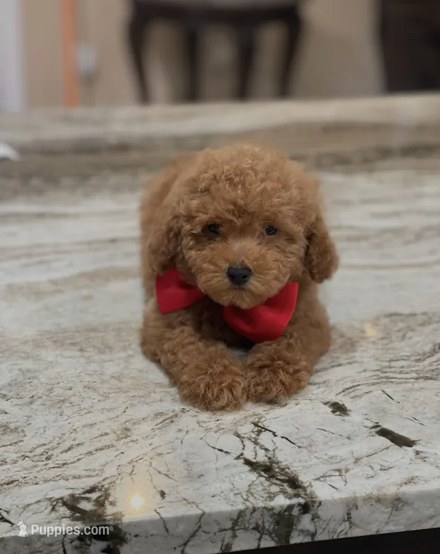 Toy – Poodle - Toy  puppy for sale in Tampa, FL